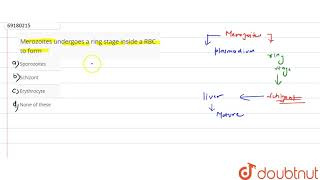 Merozoites undergoes a ring stage inside a RBC to form [upl. by Ailb]