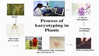 Process of Karyotyping in Plants [upl. by Debbie]