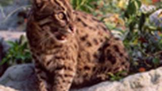 FISHING CAT Species Spotlight  Big Cat TV [upl. by Idyak360]