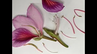 Identifying Parts of a Flower Dissecting [upl. by Eudo]