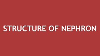 Structure of Nephron  Dr Shikha Parmar [upl. by Ekihc149]