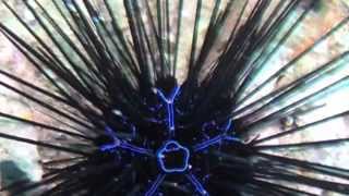 Sea Urchin Facts 18 Facts about Sea Urchins [upl. by Shien]