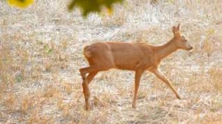 chasse chevreuil a larc [upl. by Ric]