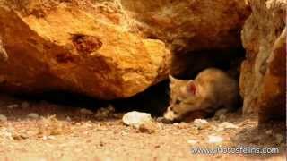 Les Chatons des Sables [upl. by Deuno]