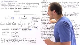 Leukocytes of Immune System [upl. by Tihor]