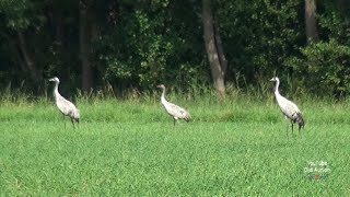 Kraniche Gruidae Kranich Familie auf Futtersuche Kranichvögel Gruiformes Stelzvögel Schreitvogel [upl. by Paucker]