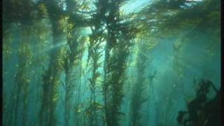 Dive the Giant Kelp Forest Tasmania Australia [upl. by Imoyn]