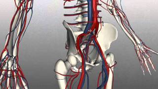 Veins of the body  PART 2  Anatomy Tutorial [upl. by Oeniri]