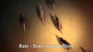 Rats  Scary Sound Effects [upl. by Ecyt212]