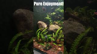 Rescaping and Adding CO2 to the 600 Gallon Asian Jungle Community Aquarium [upl. by Borman]