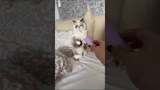 Brushing My Cats Teeth Gone Wrong short shortsfeed shortvideo [upl. by Dnilazor]