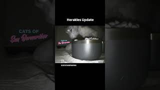 Herakles Update cat kittenrescue catrescue [upl. by Ahsaele]