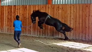 Lunge a stallion for the first time Friesian Horse [upl. by Dimitri]