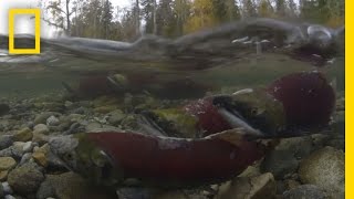 Millions of Salmon Return Home  National Geographic [upl. by Daniela]