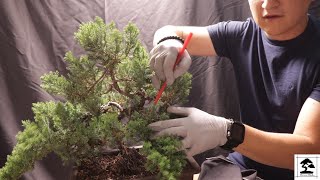 Juniper Bonsai Procumbens Nana 3 years update [upl. by Adlare]