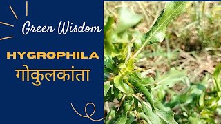 greenwisdomchannelmedicinalplants hygrophila auriculatagokulakantaviralvideo trendingvideo [upl. by Alamap]