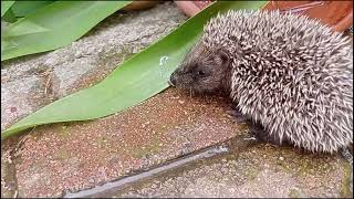 Bébé hérisson boit dans mon jardin 😊 [upl. by Ecnarret171]