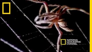 Spider Kills Bat  National Geographic [upl. by Auqinot]