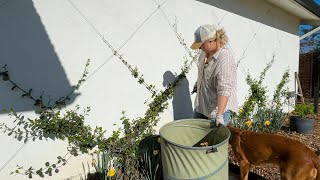 Fixing the Espalier RIP Star Jasmine 🥲 [upl. by Caputto]