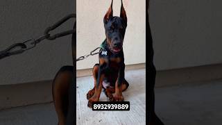 Doberman puppy for sale Royalpatviralvideocutegorakhpurshortsfeedtrendingpetsdeoriaupk9 [upl. by Arag989]