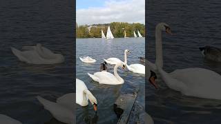 Swans in the Wild – Nature’s Beauty Captured 🌿 [upl. by Brownley778]