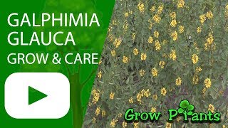 Galphimia glauca  grow amp care Golden thryallis [upl. by Lehsreh]