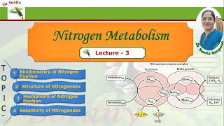 Nitrogen fixation  Biochemistry of Nitrogen fixation [upl. by Yecram88]