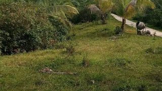 💥13 Hectares Agri Land For Sale In CAPOOCAN for P45 Per Sqm 2024💥 [upl. by Annaicul758]