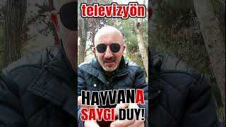 HAYVANLAR ALEMİ shorts hayvanlaralemi hayvansever hayvanlarikoruyalim [upl. by Gladine]