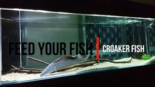 Feeding  Croaker Fish [upl. by Schlenger]