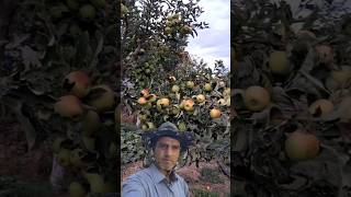 fruits garden farming nature terenging Mrgardner823 [upl. by Hadihsar]