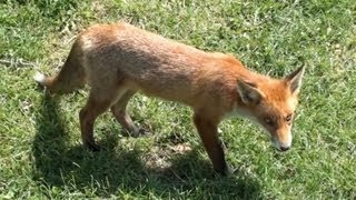 Red Fox [upl. by Fattal259]