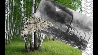 🦋 Évolution et pollution Quand le phalène du bouleau fait face à lindustrialisation [upl. by Anirroc]