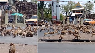 Hundreds Of Monkeys Fight Over Single Piece Of Food [upl. by Gean5]