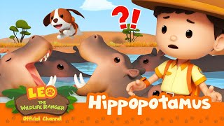 The HIPPOS are HUNGRY 🦛  Hippopotamus  Leo the Wildlife Ranger  compilation [upl. by Kemeny504]