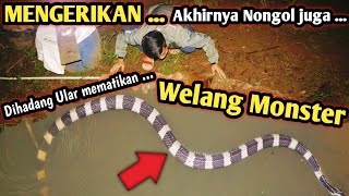 PENANGKAPAN ULAR WELANG DAN WELING MONSTER MOMEN LANGKA SEKALIGUS DAPAT 2 ULAR MEMATIKAN [upl. by Iliak]