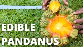 Edible Pandanus Tectorius [upl. by Osmond]