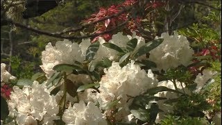 Gardening 120  Rhododendron [upl. by Valeda792]