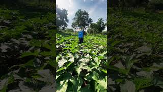 Chemical applicationokra cultivation [upl. by Keiryt]