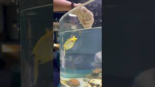 Feeding a Cowfish in New Caledonia shorts feed cowfish aquarium noumea [upl. by Crescint]