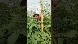 característica del fusarium de la corona en tomate [upl. by Rebeh420]