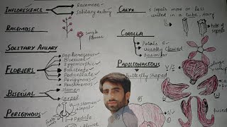 Inflorescence of family fabaceaepapileonaceapea family class 11 chapter 9 lecture 05 [upl. by Orazal]