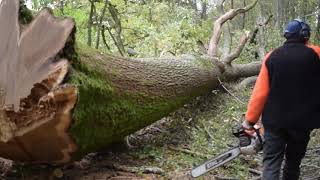 Abattage dun gros Chêne câblé avec un débusqueur JOHN DEERE 648H STIHL ms 500i [upl. by Janeen]