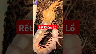 CẬN CẢNH CON RẾT KHỔNG LỒ LỘT VỎ [upl. by Samy]