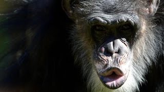 American student blamed after chimp attack [upl. by Nollahs118]