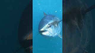 World Tuna Day saveourseasfoundation worldtunaday tuna healthyfishstocks sustainablefishing [upl. by Way745]