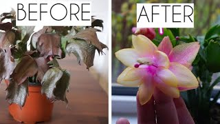 Dying Christmas Cactus Quick and easy way to get your succulent plant back [upl. by Lotus]