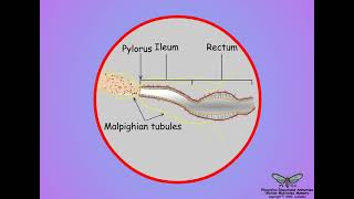 15 Insect Malpighian tubules and hindgut structures [upl. by Dnamron449]