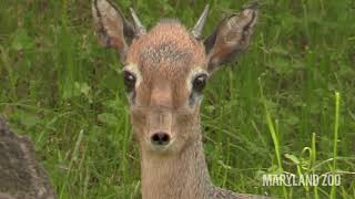 Zoo To You Episode 50 Tiny Antelope Remarkable Nose [upl. by Hally]