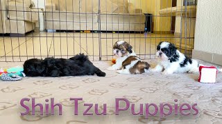 Shih Tzu Puppiess World [upl. by Samuella]